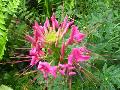 Sparlker Rose Cleome / Cleome hassleriana 